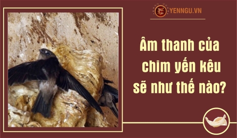 Âm thanh của chim yến kêu sẽ như thế nào?