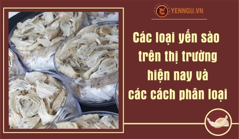 Các loại yến sào trên thị trường hiện nay