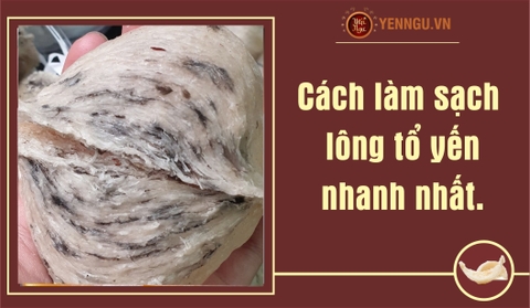 Cách làm sạch lông tổ yến nhanh nhất