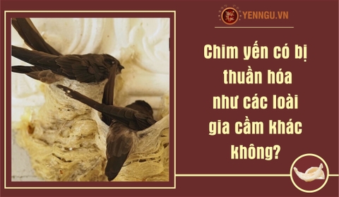 Chim yến có bị thuần hóa như các loài gia cầm khác không?