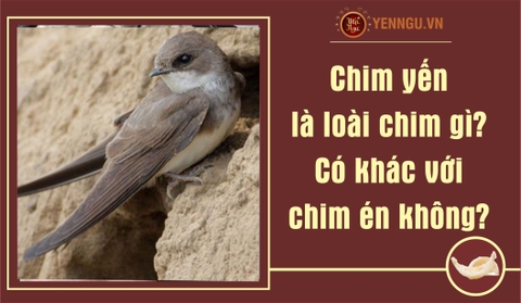 Chim yến là loài chim gì? Có khác với chim én không?