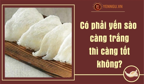 Có phải yến sào càng trắng thì càng tốt không?