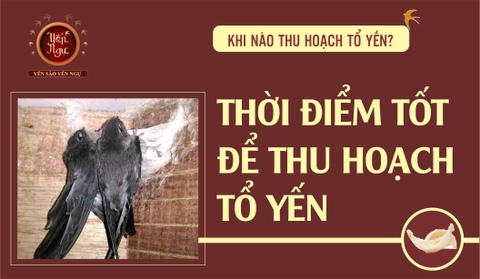 Thu hoạch tổ yến khi nào
