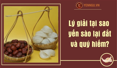 Tại sao yến sào lại đắt và quý hiếm?