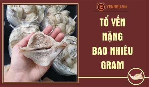 Một Tổ Yến Nặng Bao Nhiêu Gram?