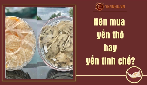 Nên mua yến thô hay yến tinh chế?