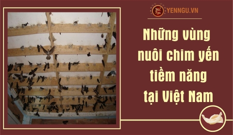 Những vùng nuôi chim yến tiềm năng tại Việt Nam
