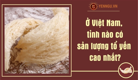 Ở Việt Nam, tỉnh nào có sản lượng tổ yến cao nhất?