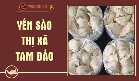 Yến Sào Thị Xã Tam Đảo