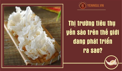 Thị trường tiêu thụ yến sào trên thế giới đang phát triển ra sao?