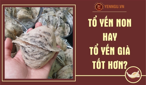 Tổ yến non hay già tốt hơn?