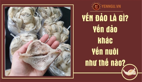 Yến đảo là gì? Yến đảo khác Yến nuôi như thế nào?