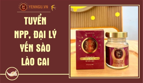 Yến Sào Lào Cai