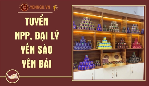 Yến sào Yên Bái