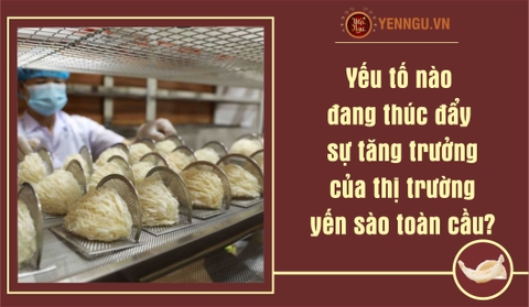 Yếu tố nào đang thúc đẩy sự tăng trưởng của thị trường yến sào toàn cầu?