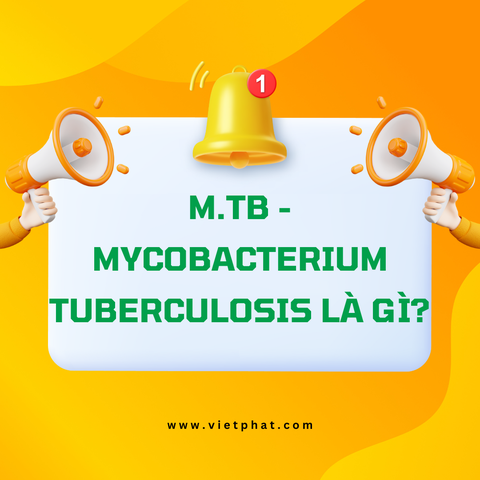 M.tb - Mycobacterium Tuberculosis là gì?