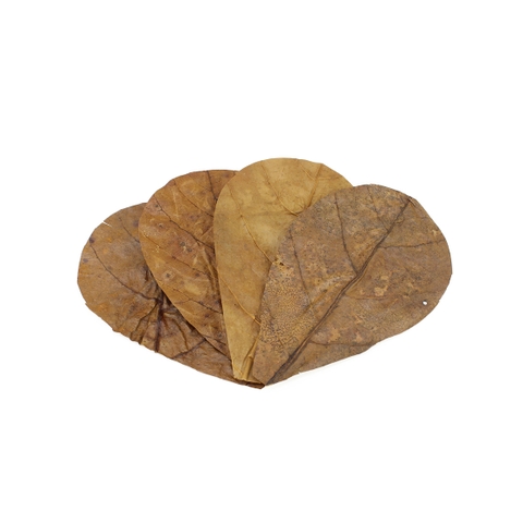 Seachem - Catappa Tea Leaves Sm -  lá hạnh nhân Ấn Độ sz nhỏ (10-13 cm)