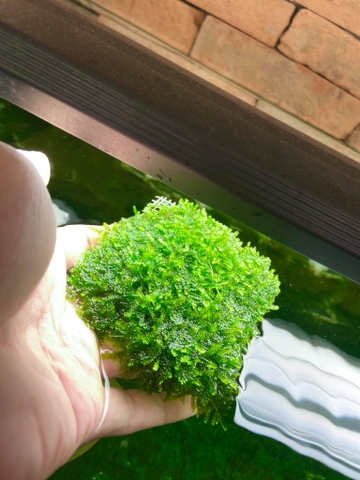 Rêu minitaiwan vỉ 10x10cm, trang trí thủy sinh