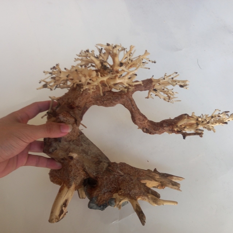 Cây Gỗ Lũa Bonsai Phần Tán Cây Xương Dùng Để Cấy Rêu | Size nhỏ, vừa, to