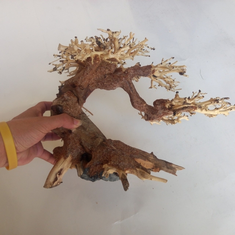 Cây Gỗ Lũa Bonsai Phần Tán Cây Xương Dùng Để Cấy Rêu | Size nhỏ, vừa, to