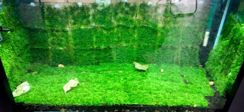 Rêu minitaiwan vỉ 10x10cm, trang trí thủy sinh