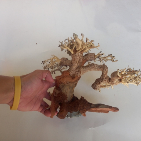 Cây Gỗ Lũa Bonsai Phần Tán Cây Xương Dùng Để Cấy Rêu | Size nhỏ, vừa, to