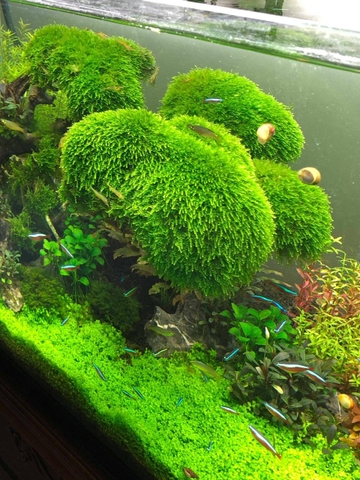 Rêu minitaiwan vỉ 10x10cm, trang trí thủy sinh