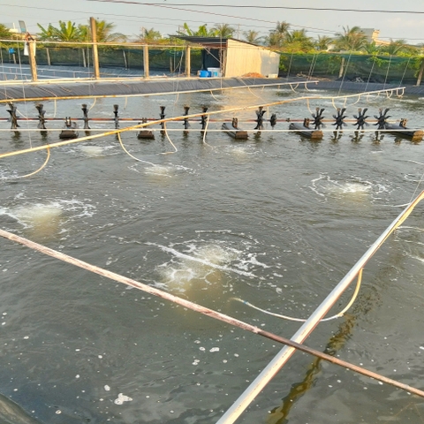 Vi Sinh Sống Cho Hồ Cá Cảnh – Hỗ Trợ Xử Lý Nước & Ổn Định Hệ Sinh Thái Tự Nhiên