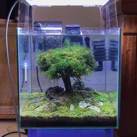 Lũa Bonsai Dáng Huyền Ghép Tán Lá Nhựa | Size Nhỏ ; Vừa ; To ; Đại