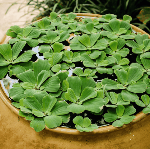 8 Bèo Cái Lọc Nước Trang Trí Hồ , Bể , Chậu Cá, Bán Cạn [GIAO TRONG MIỀN NAM]
