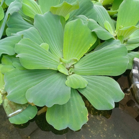 8 Bèo Cái Lọc Nước Trang Trí Hồ , Bể , Chậu Cá, Bán Cạn [GIAO TRONG MIỀN NAM]