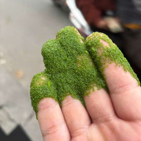 Bèo Phấn – Bèo Trứng Cá (Wolffia) – Thức Ăn Bổ Sung Protein Nguồn Gốc Thực Vật Hồ Cá Cảnh 100gram