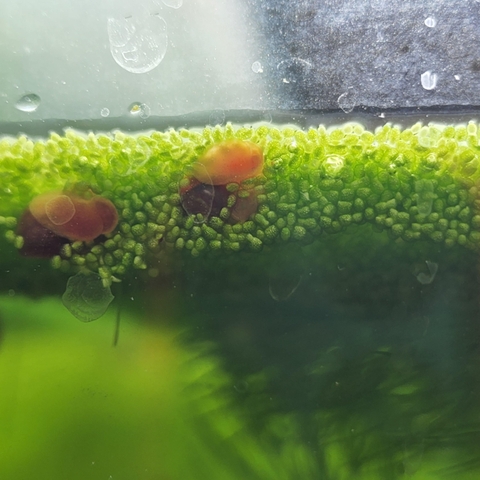 Bèo Phấn – Bèo Trứng Cá (Wolffia) – Thức Ăn Bổ Sung Protein Nguồn Gốc Thực Vật Hồ Cá Cảnh 100gram
