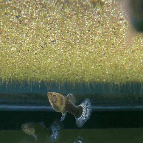 Bèo Tấm (Duckweed) Trang Trí, Xử Lý Nước,Thức Ăn Thủy Sinh 200gram