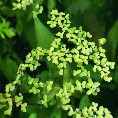 Bèo Tấm (Duckweed) Trang Trí, Xử Lý Nước,Thức Ăn Thủy Sinh 200gram