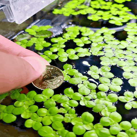 Bèo Tấm (Duckweed) Trang Trí, Xử Lý Nước,Thức Ăn Thủy Sinh 200gram