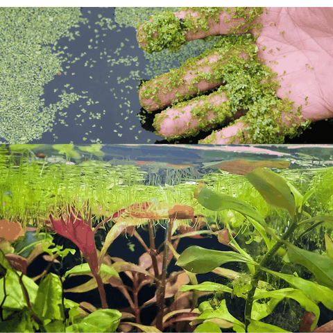 Bèo Tấm (Duckweed) Trang Trí, Xử Lý Nước,Thức Ăn Thủy Sinh 200gram