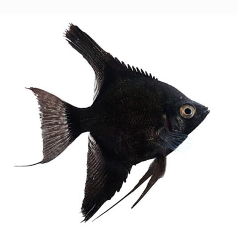 Cá Thần Tiên Đen Black