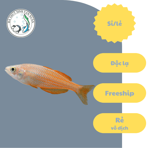 Cá Cầu Vồng Rainbowfish Kurumoi size 6-7cm