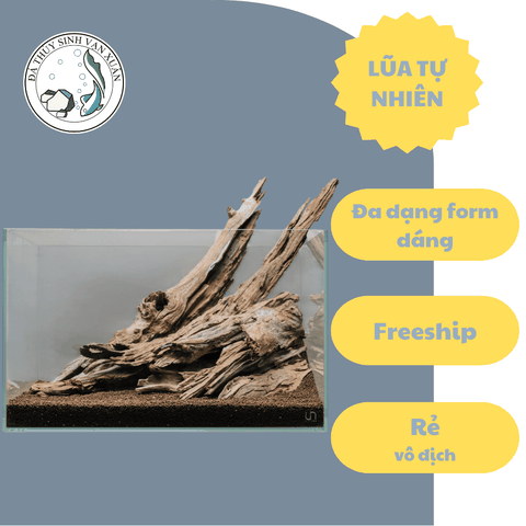 Lũa Gỗ Rừng Dáng Tự Nhiên - Trang Trí Hồ Cá Thiết Kế Layout cho Hồ Thủy Sinh