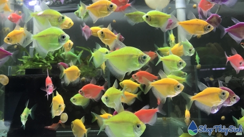 Cá Cánh Buồm Dạ Quang Mix Màu [5k/1con]