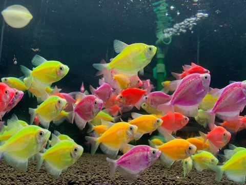 Cá Cánh Buồm Dạ Quang Mix Màu [5k/1con]
