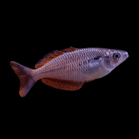 Cá Cầu Vồng Rainbowfish Kurumoi size 6-7cm