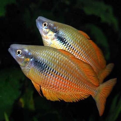 Cá Cầu Vồng Rainbowfish Kurumoi size 6-7cm