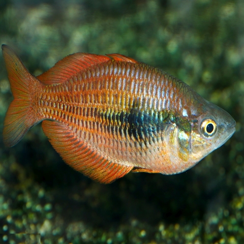 Cá Cầu Vồng Rainbowfish Kurumoi size 6-7cm