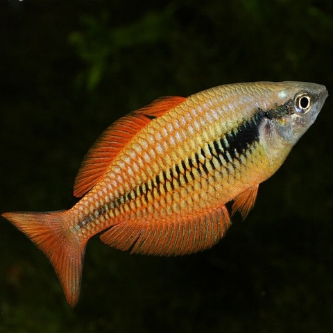 Cá Cầu Vồng Rainbowfish Kurumoi size 6-7cm