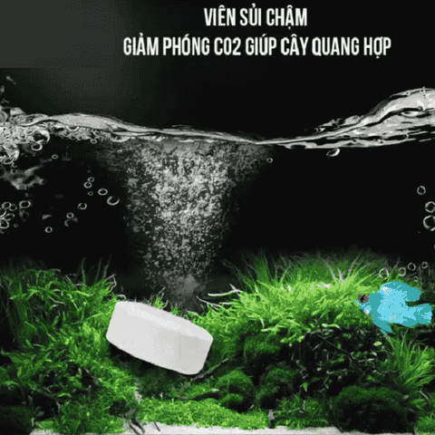 VIÊN SỦI CO2 SUNSUN CHO HỒ THỦY SINH – GIẢI PHÁP CUNG CẤP CARBON CHO CÂY TIỆN LỢI