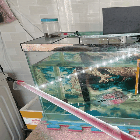 Đèn Led T8-52cm Red Arowana Cho Cá Rồng, Cá Lóc, Cá Vàng... Đỏ Cá Không Đỏ Nước