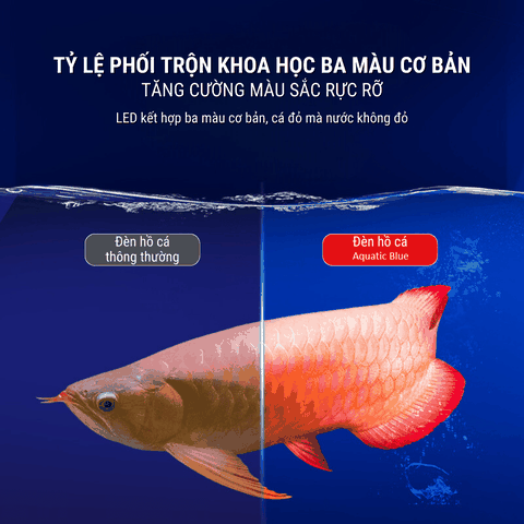 Đèn Led T8-52cm Red Arowana Cho Cá Rồng, Cá Lóc, Cá Vàng... Đỏ Cá Không Đỏ Nước