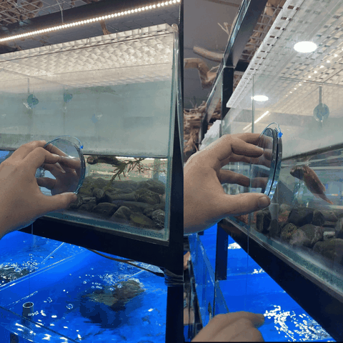 Kinh Gương Kè Cá Tròn 2 Mặt Gương Có Dây Treo Giúp Cá Bung Sung